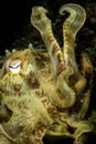 broadclub cuttlefish ready for a fight Royalty Free Stock Photo