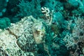 Broadclub cuttlefish sefia latimanus kapoposang indonesia scuba diver Royalty Free Stock Photo