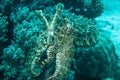 Broadclub cuttlefish sefia latimanus kapoposang indonesia scuba diving diver Royalty Free Stock Photo