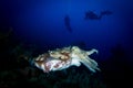 A Broadclub Cuttlefish - Sepia Latimanus Royalty Free Stock Photo