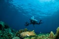 Broadclub cuttlefish Sepia latimanus in Gorontalo, Indonesia. Royalty Free Stock Photo