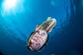 Broadclub cuttlefish Sepia latimanus in Gorontalo, Indonesia underwater photo. Royalty Free Stock Photo