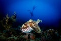 A Broadclub Cuttlefish - Sepia Latimanus