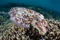 Broadclub Cuttlefish Laying Eggs in Indonesia Royalty Free Stock Photo