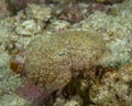 A Broadclub Cuttlefish Sepia latimanus