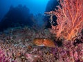 Broadclub cuttlefish, Sepia latimanus. Misool, Raja Ampat, Indonesia Royalty Free Stock Photo