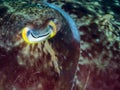 Broadclub cuttlefish, Sepia latimanus. North Sulawesi Royalty Free Stock Photo