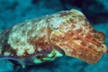 Broadclub Cuttlefish Royalty Free Stock Photo