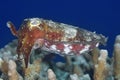 Broadclub Cuttlefish, Sepia latimanus