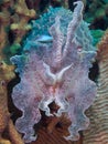 Broadclub cuttlefish in threat posture, Raja Ampat, Indonesia