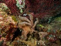 Broadclub cuttlefish