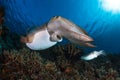 Broadclub cuttlefishs courtship,Komodo Royalty Free Stock Photo