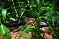 Broadhead Skink On A Fallen Tree.