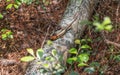 Broadhead Skink on Forest Log.