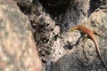 Broadhead Skink on the ground Royalty Free Stock Photo