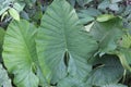 broadleaf of Alocasia brisbanensis Royalty Free Stock Photo