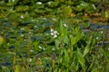 Broadleaf arrowhead (Sagittaria latifolia) Royalty Free Stock Photo