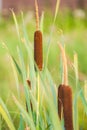 Broadleaf cattail, common cattail, great reedmace, cooper`s reed