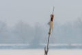 Broadleaf cattail flower, bulrush in the snow in winter, Typha latifolia