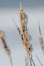 Broadleaf cattail flower, bulrush in the snow in winter, Typha latifolia