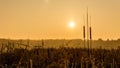 Broadleaf cattail silhouette at sunrise over a pond. Typha latifolia Royalty Free Stock Photo