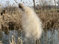 Broadleaf cattail Typha latifolia, Bulrush, Common bulrush, Common cattail, Cat-o`-nine-tails, Great reedmace, Cooper`s reed Royalty Free Stock Photo