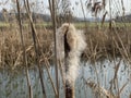 Broadleaf cattail Typha latifolia, Bulrush, Common bulrush, Common cattail, Cat-o`-nine-tails, Great reedmace, Cooper`s reed