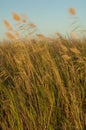 Broadleaf cattails and common reeds moved by the wind.