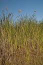 Broadleaf cattails Typha latifolia and common reeds Phragmites australis.