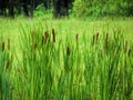 Broadleaf Cattails - Typha latifolia L Royalty Free Stock Photo