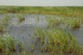 Broadleaf cattails Typha latifolia in a lagoon.