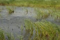 Broadleaf cattails Typha latifolia in a lagoon.