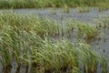 Broadleaf cattails Typha latifolia in a lagoon.