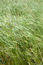 Broadleaf cattails Typha latifolia moved by the wind.