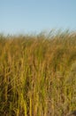 Broadleaf cattails Typha latifolia moved by the wind.