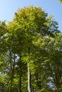 Broadleaf forest - tree crowns at the forest edge