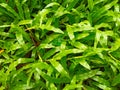Broadleaf green grass carpet & x28;axonopus commpressus& x29; Royalty Free Stock Photo