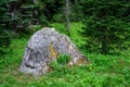 Broadleaf Lupine blooming against a large rock in al alpine meadow, Paradise area at Mt. Rainier national park