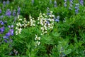 Broadleaf Lupine blooming in unusual white variation and common blue flowers, in an alpine wildflower meadow, Paradise area at Mt.