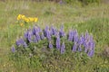 Broadleaf Lupine Flowers Blooming in Spring Royalty Free Stock Photo