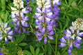 Broadleaf Lupine OR 00083