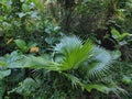 broadleaf plant from Sulawesi, the leaves are usually used as traditional roofs