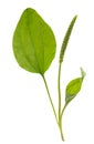 Broadleaf plantain