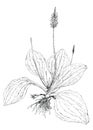 Broadleaf plantain plant Plantago major botanical drawing