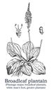 Broadleaf plantain. Vector hand drawn plant. Vintage medicinal plant sketch.