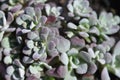 Broadleaf stonecrop