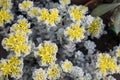 The Broadleaf Stonecrop - Cape Blanco sedum spathulifolium, Drumbeg Provincial Park, Gabriola , British Columbia, Canada Royalty Free Stock Photo