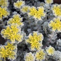 The Broadleaf Stonecrop - Cape Blanco sedum spathulifolium,Drumbeg Provincial Park, Gabriola , British Columbia, Canada Royalty Free Stock Photo