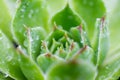 Broadleaf stonecrop leaves with dew drops