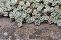 Broadleaf stonecrop, Sedum spathulifolium, plants Samuel P. Taylor State Park